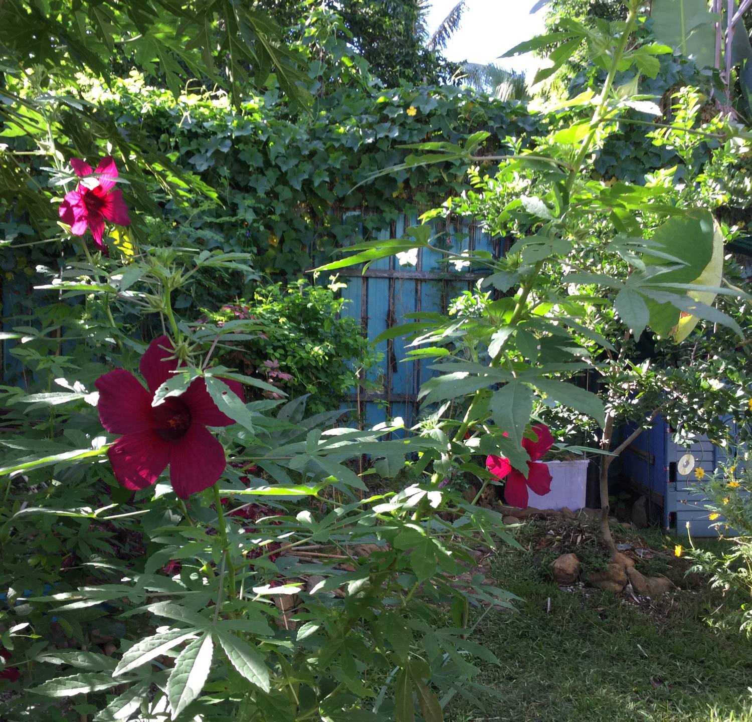 Hibiscus acetosella plante