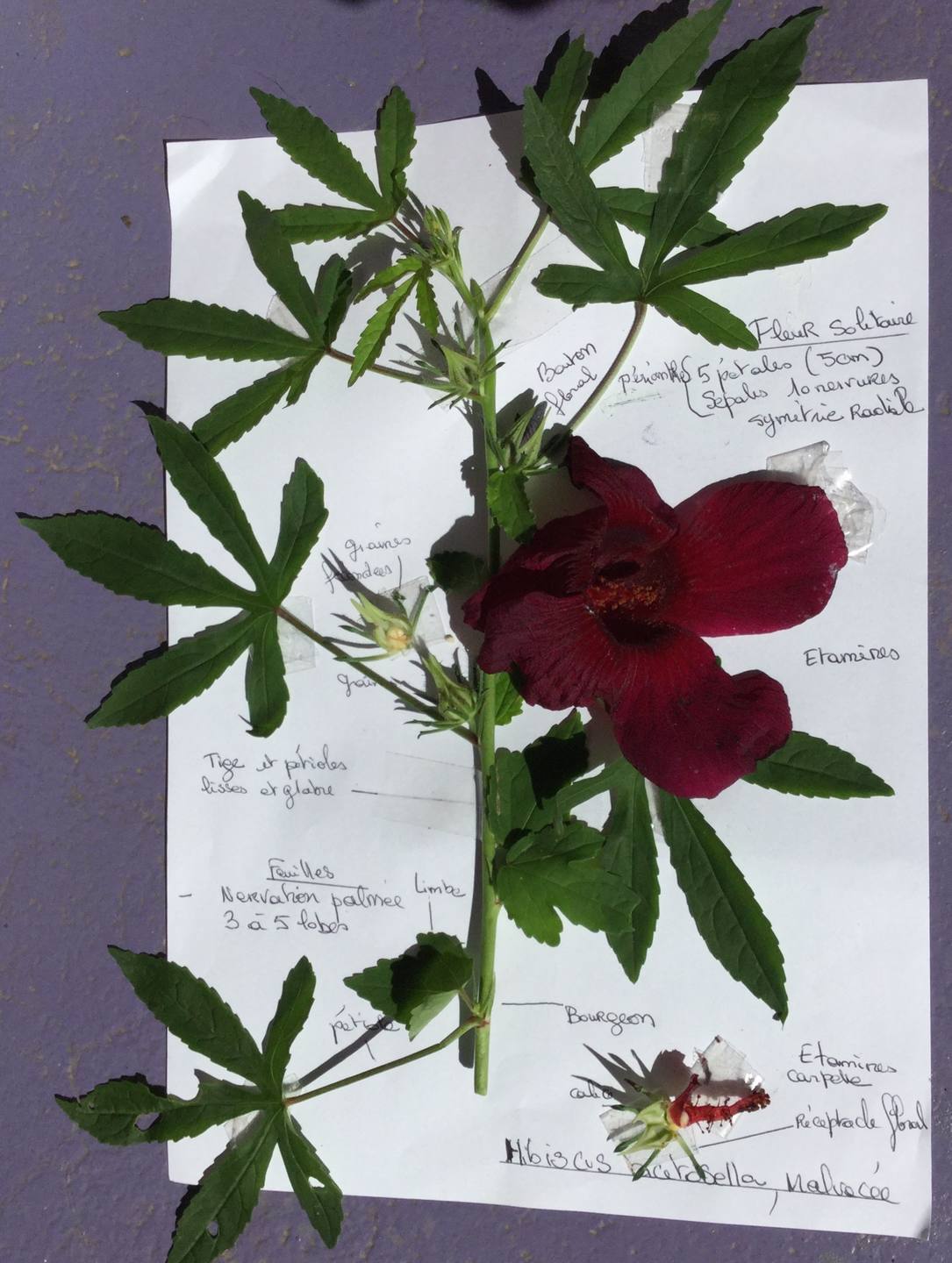 Hibiscus acetosella branche