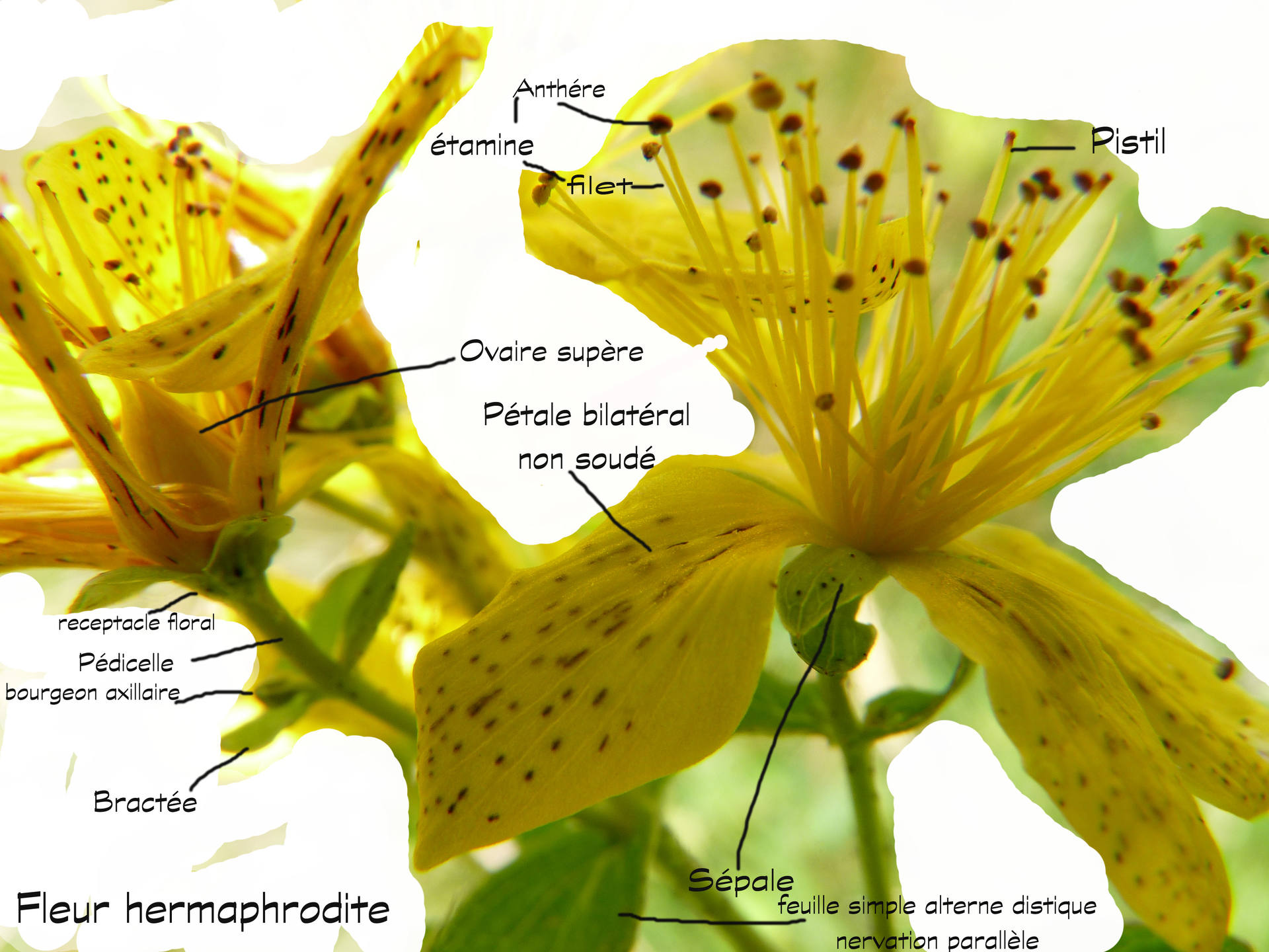 millepertuis perforatum