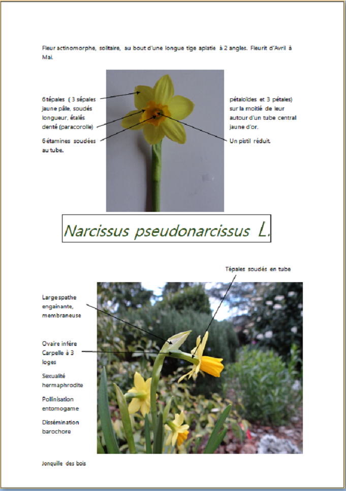 Amaryllidaceae - Narcissus pseudonarcissus