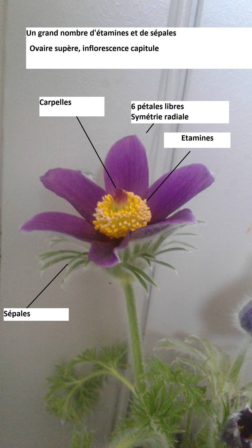 Pulsatilla vulgaris