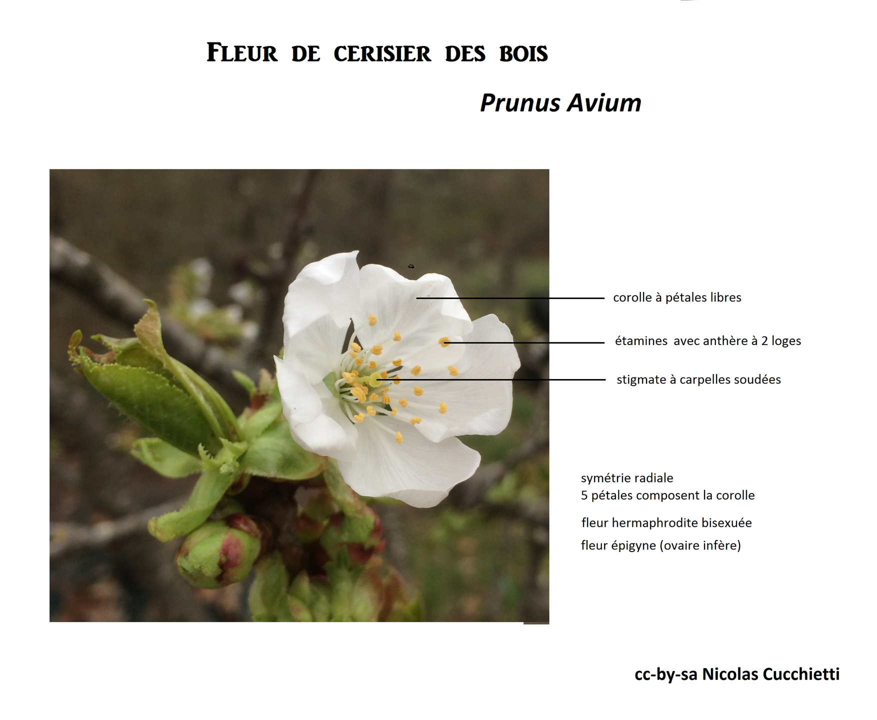 Fleur de cerisier des bois