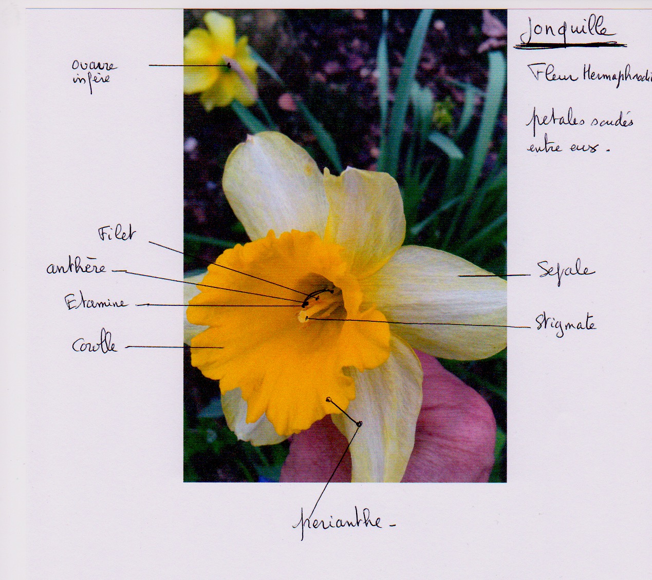 description des divers partie de la jonquille