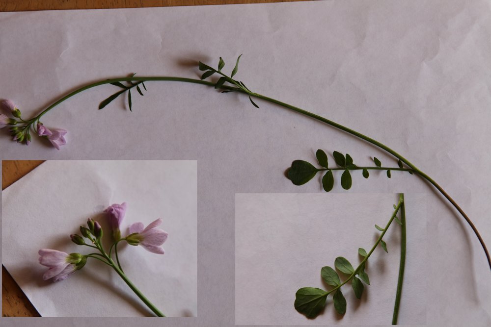 Cardamine des prés
