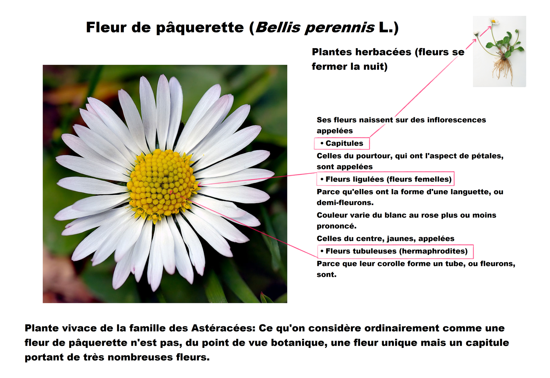 Fleur de pâquerette (Bellis perennis L.)