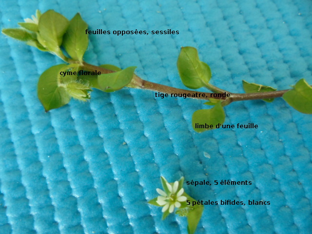 plante sur fond bleu, fleur blanche coupée,  style tripartite, sépale 5 élémentsune seule tige