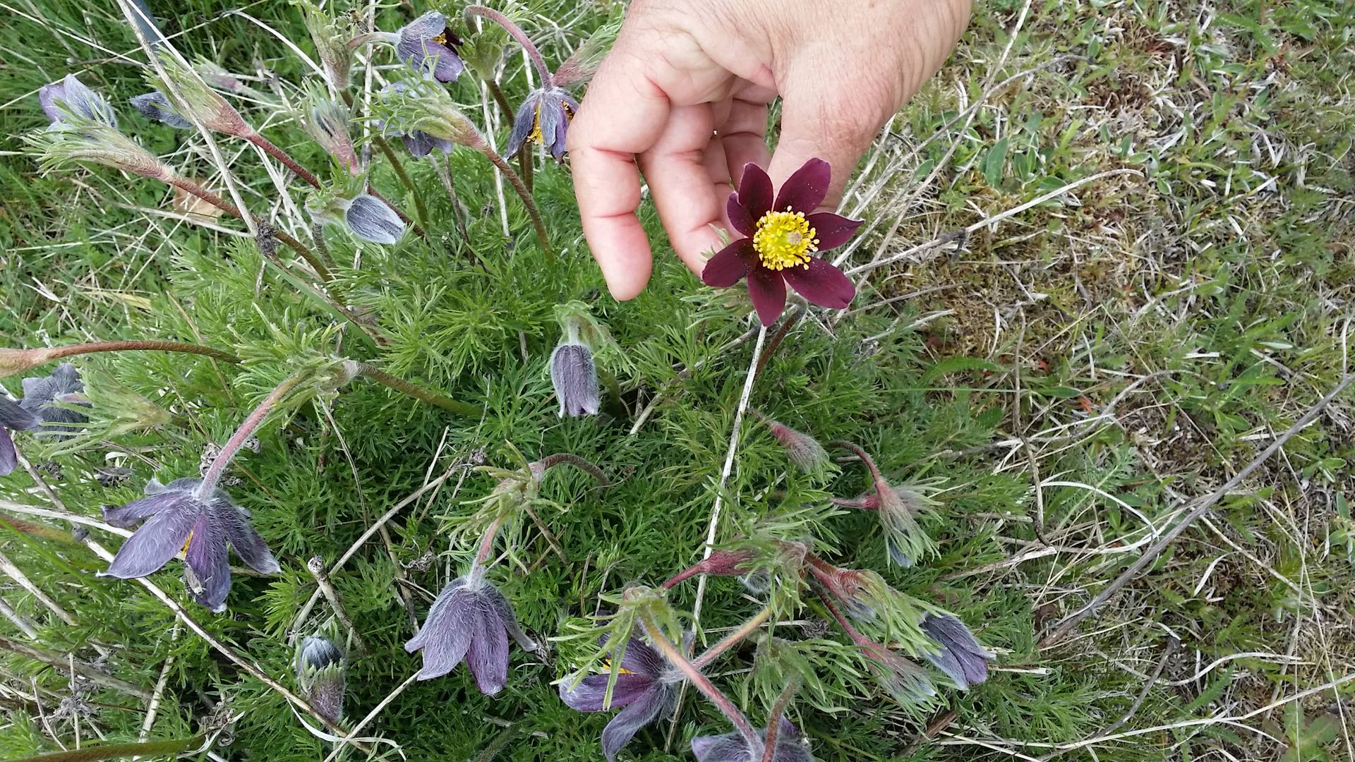 Anémone pulsatille, fleur solitaire, hermaphrodite, six tépales