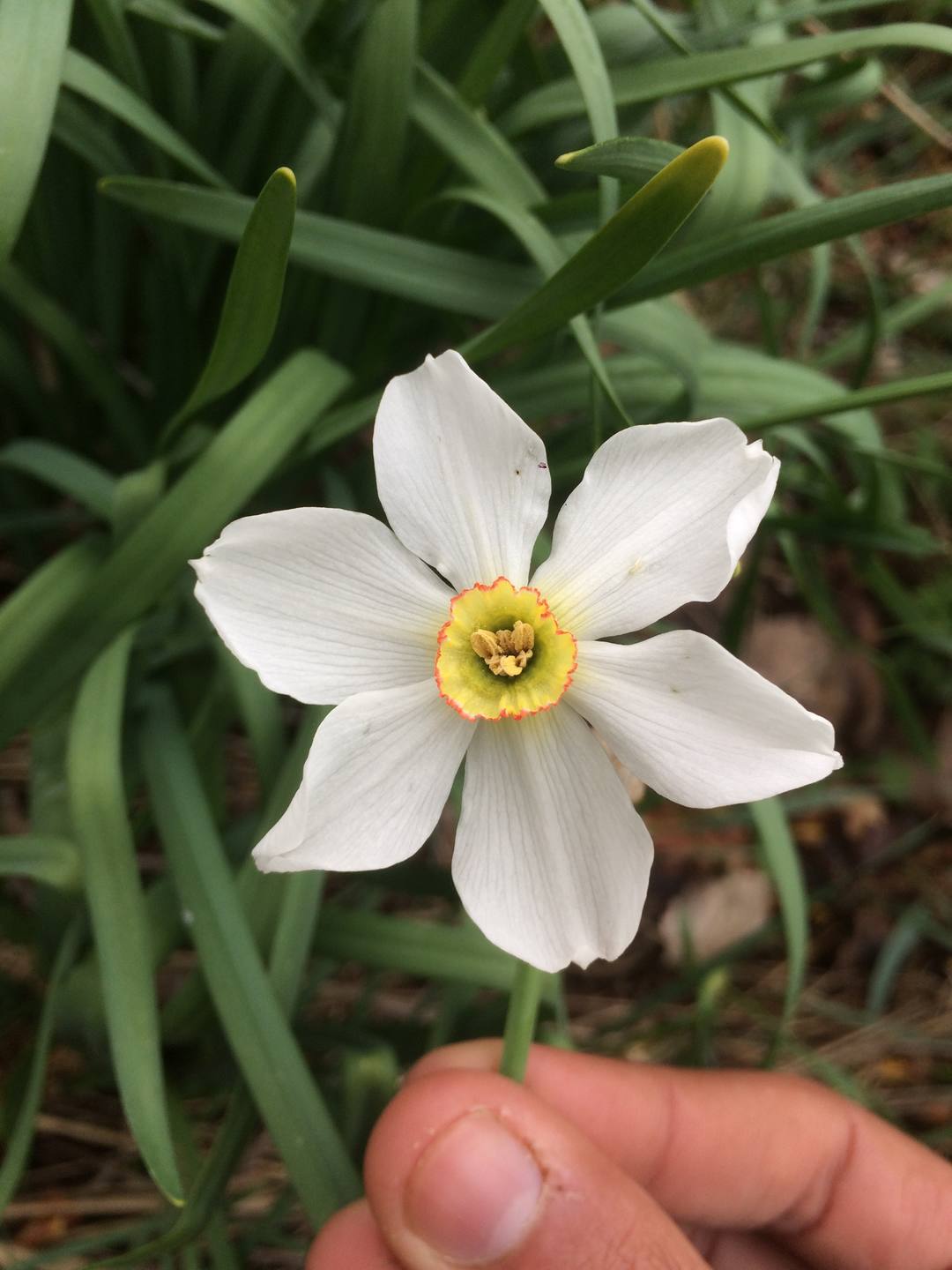 Narcissus poeticus