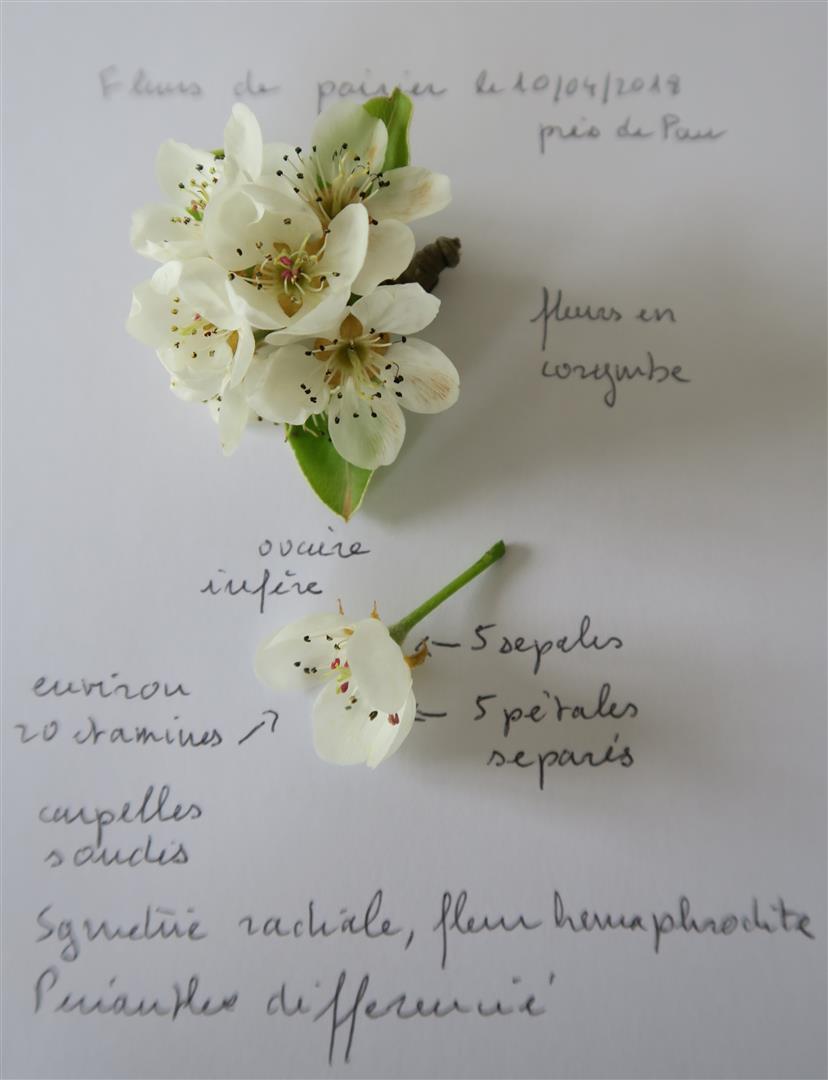 fleurs de poirier