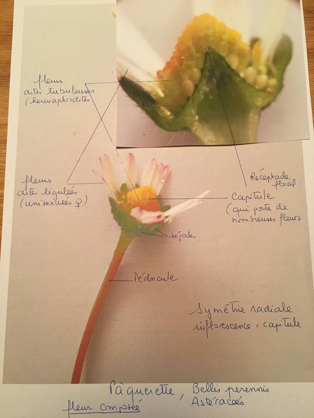 Pâquerette, Bellis perennis