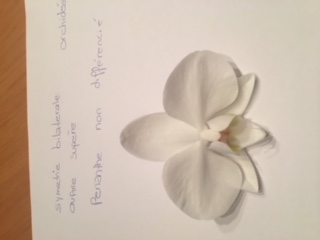 orchidée blanche