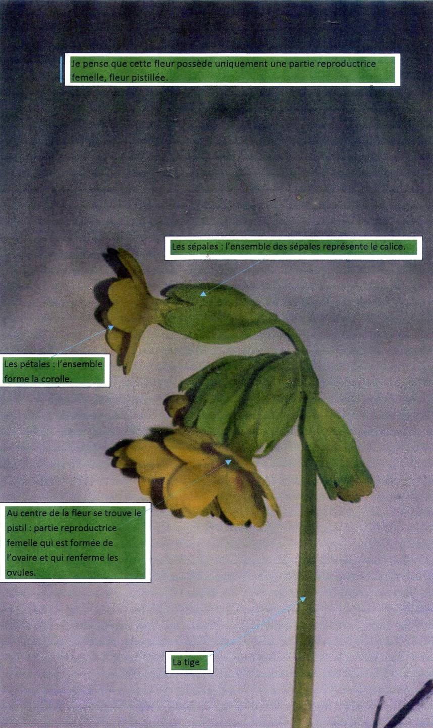 Différentes parties d'une fleur cueillie en chemin.