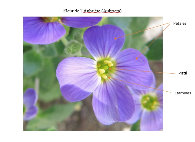 Fleur de l'Aubriète