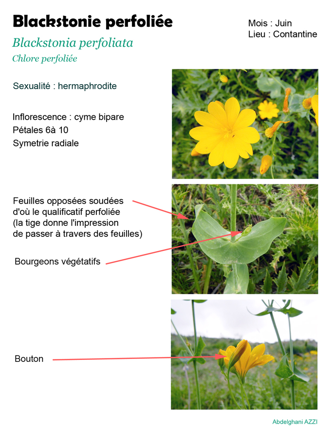 Blackstonie perfoliée - Azzi