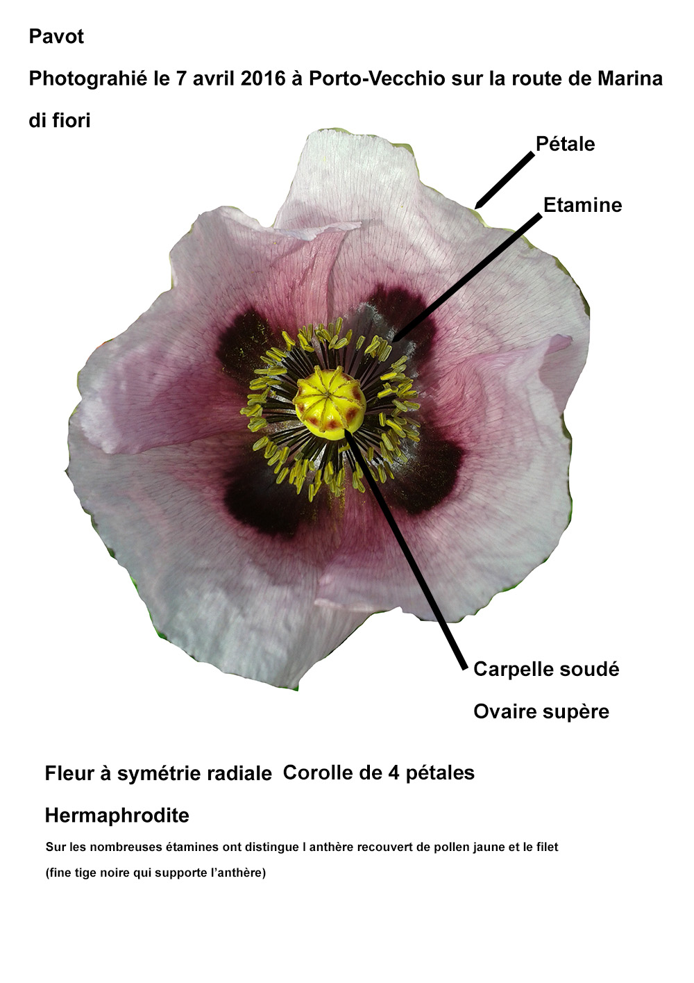 Fleur de pavot légendée