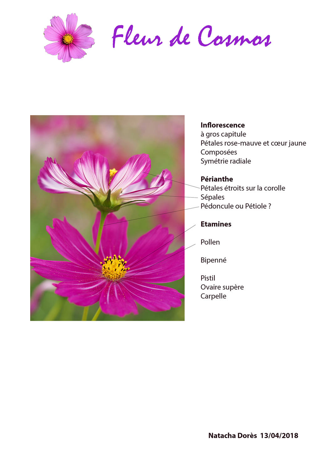 Fleur de Cosmos légendée