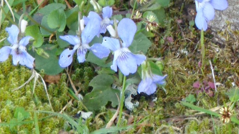 une touffe de violettes des bois
