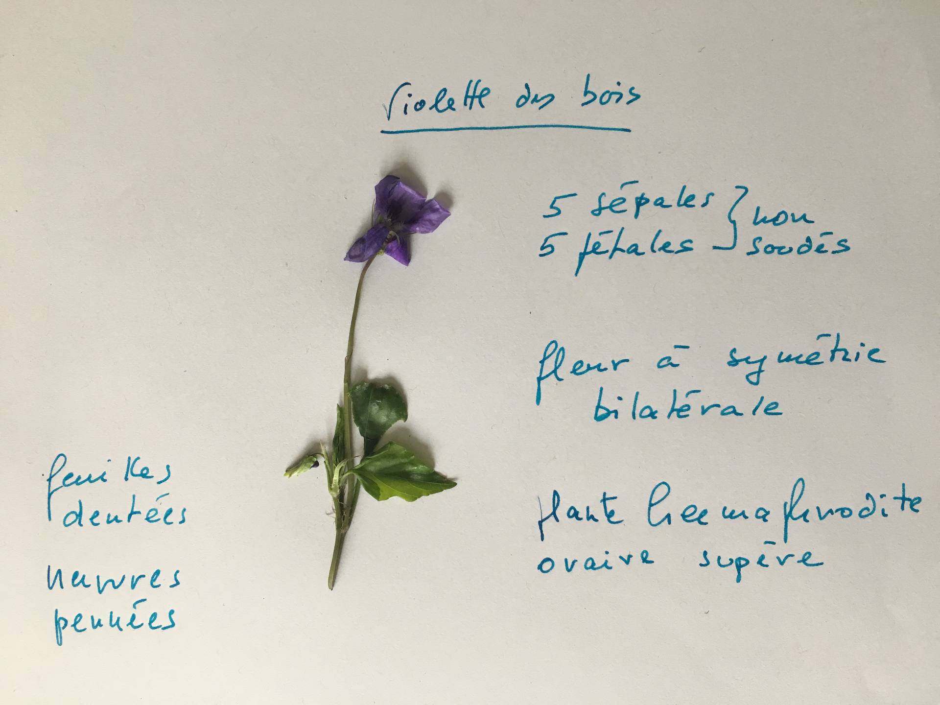 violette des bois
