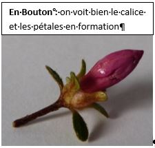 Bouton floral