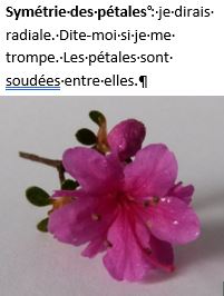 Symétrie radiale