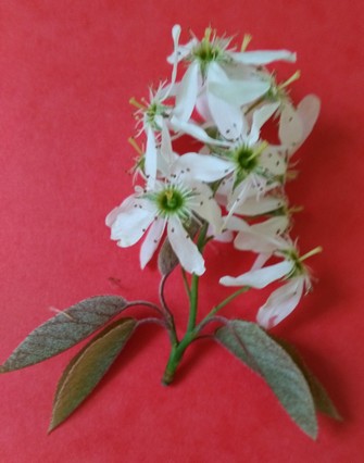 Inflorescence en grappe