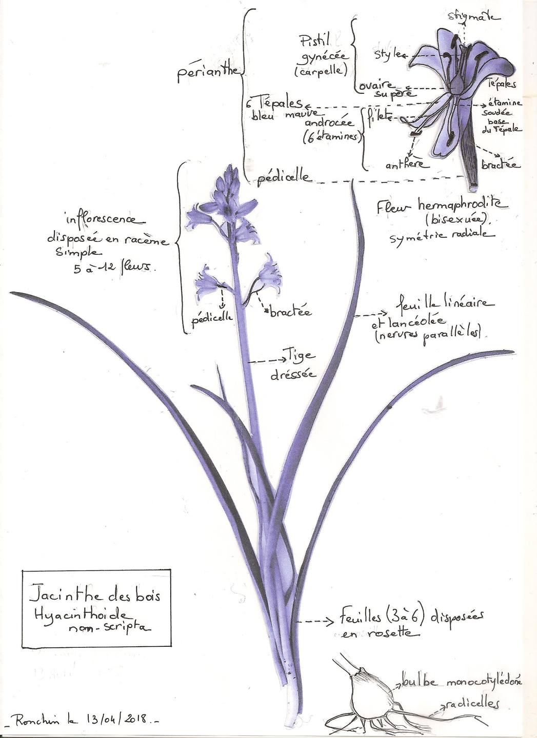 plante vivace (mono cotylédonée) à feuilles linéaires lanceolés ayant une inflorescence de 6 à 12 fleurs bleu mauve