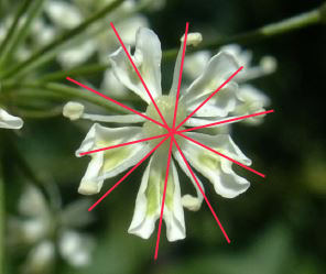 Laserpitium latifolium