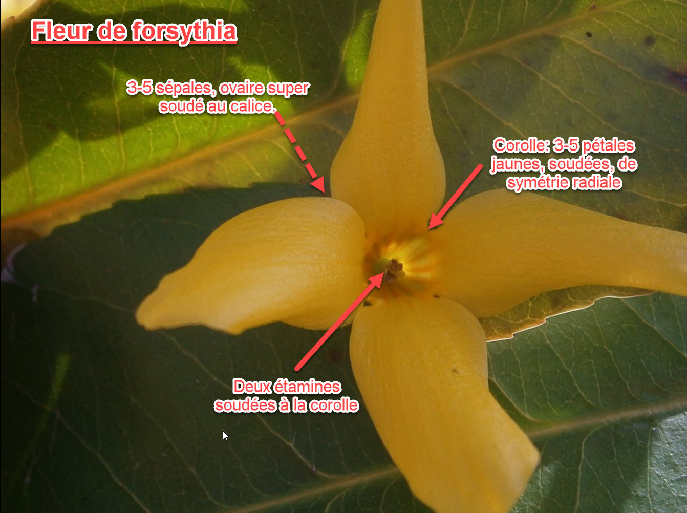 Fleur de forsythia