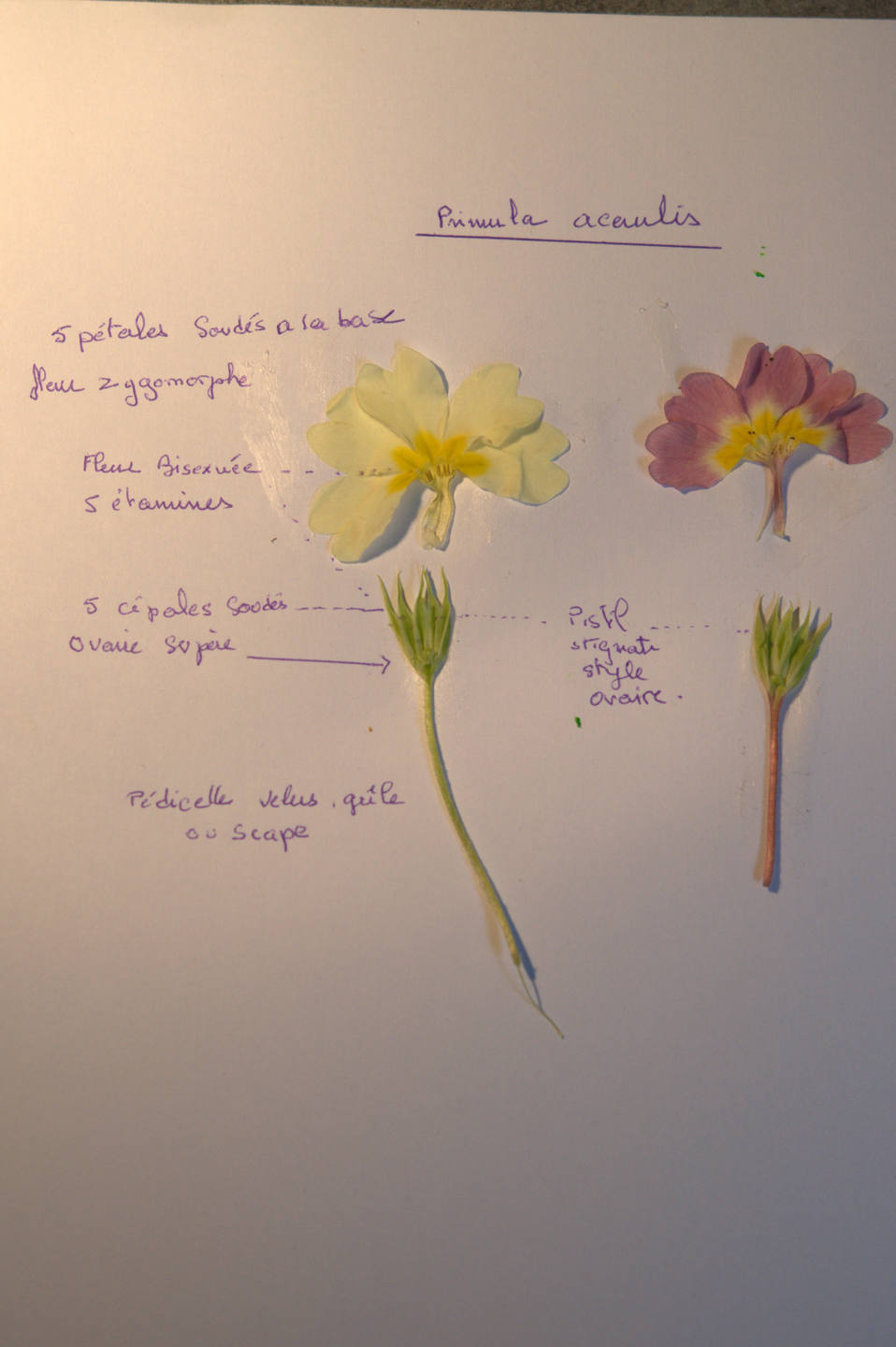 fleur de Primevère acaule