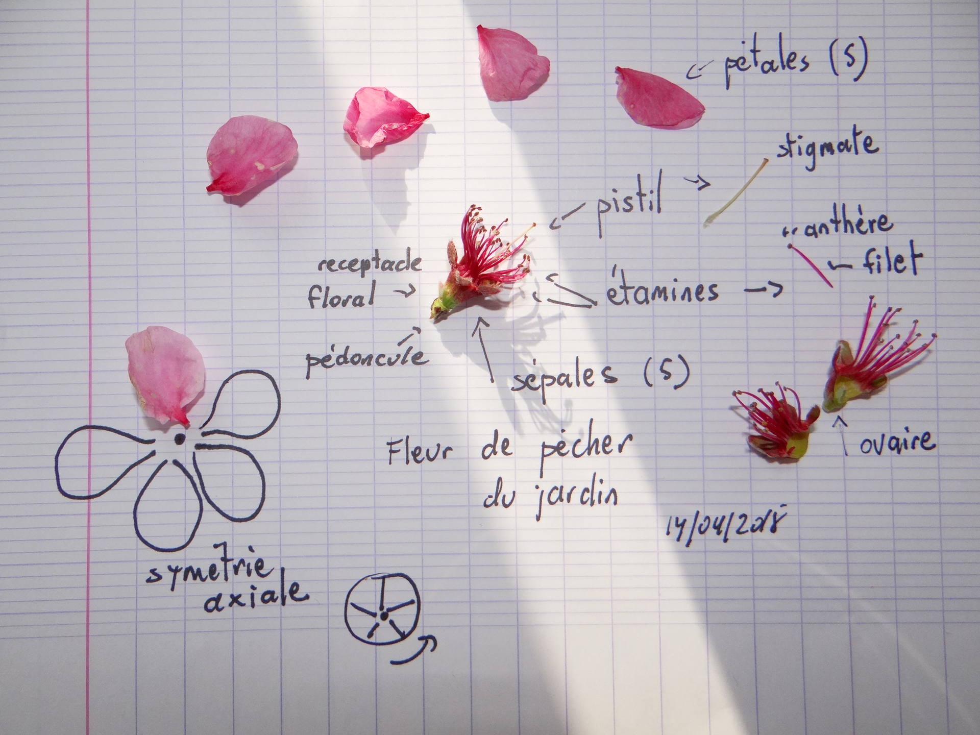 description fleur de pêcher du jardin