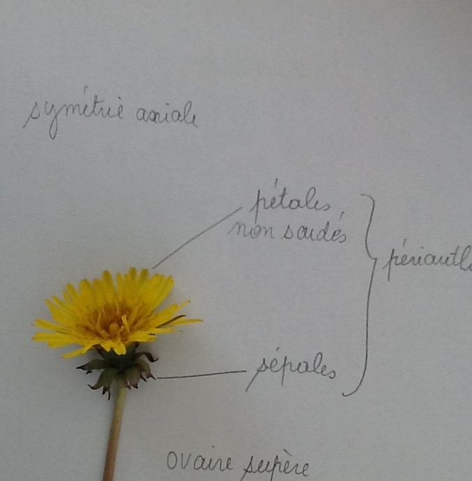 Description pissenlit