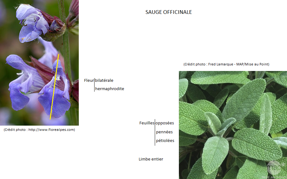 sauge officinale