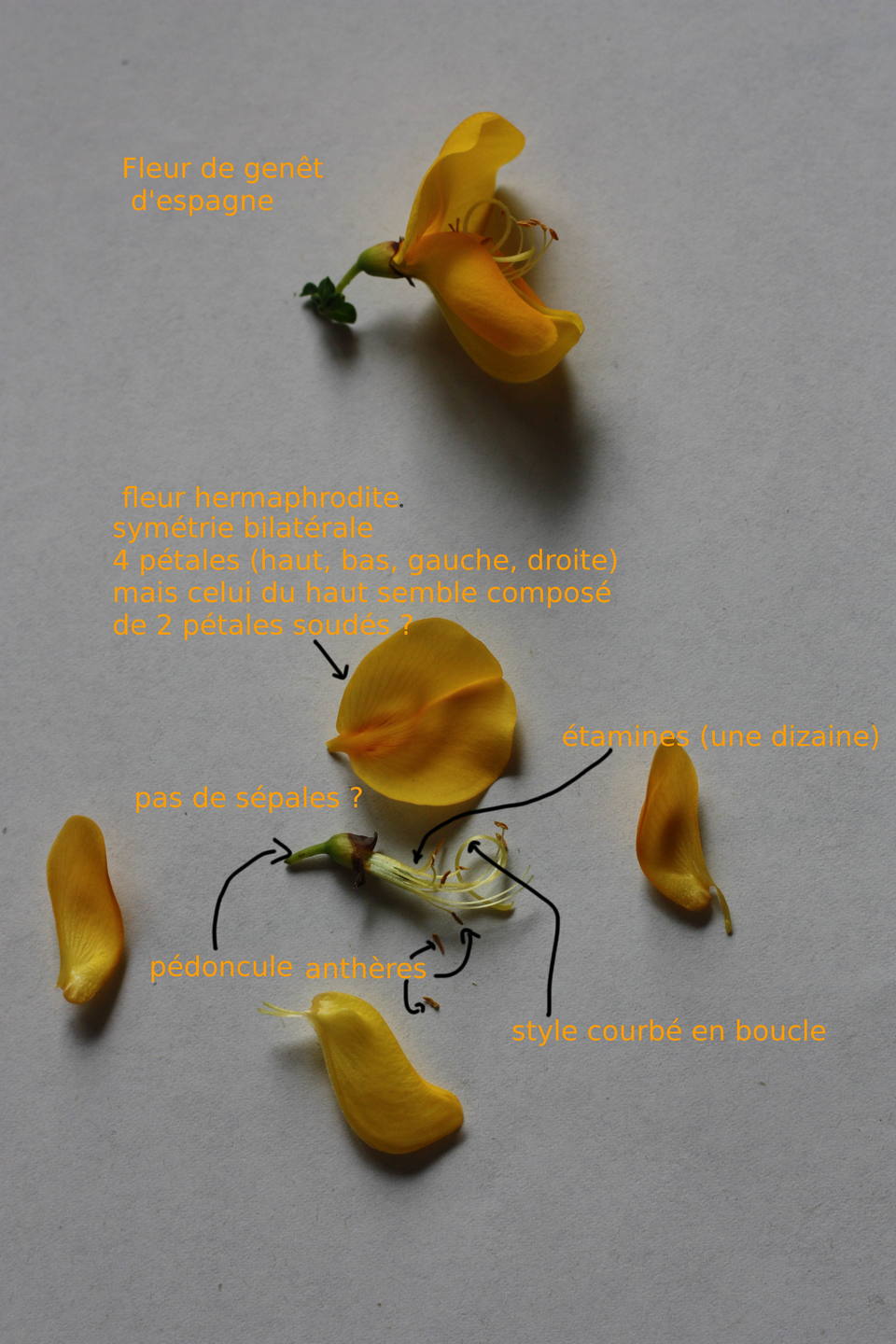 Description de la fleur du genêt