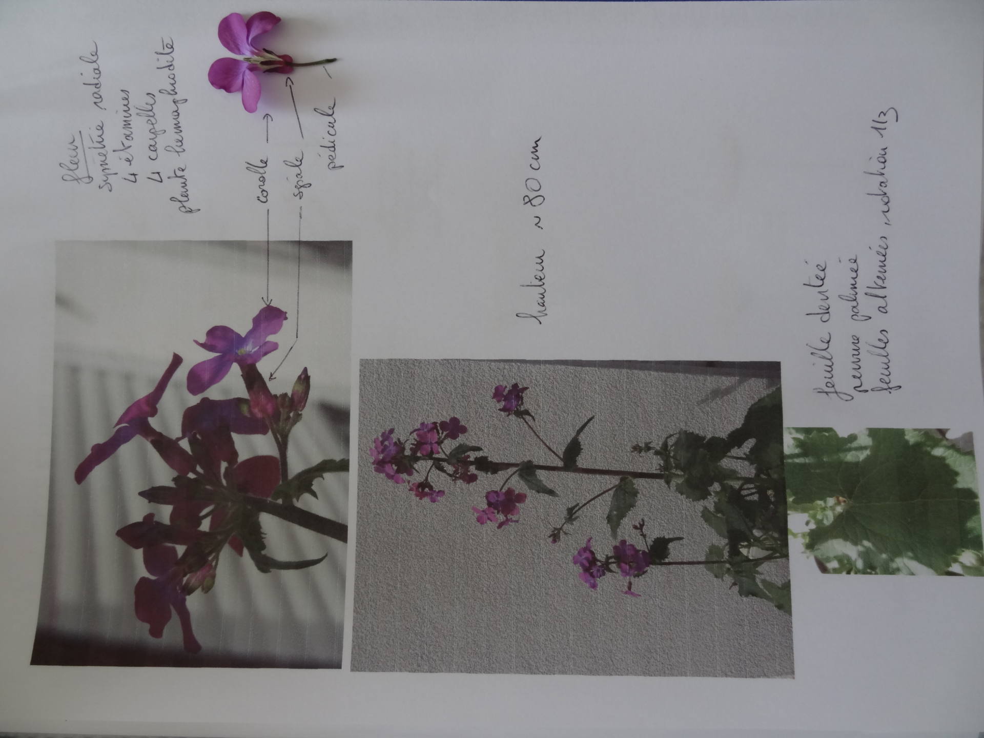 fleur balcon violette