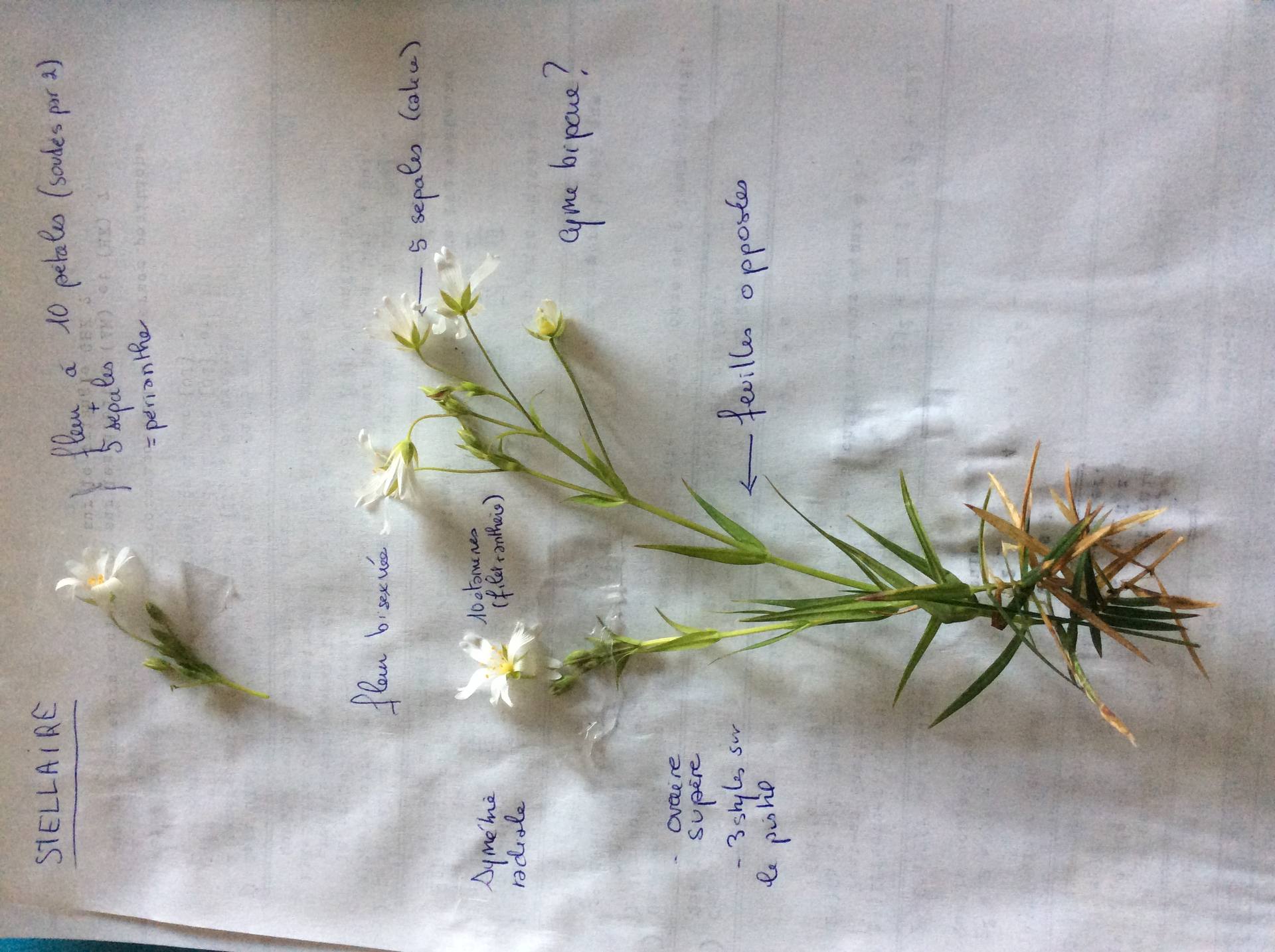 Fleurs blanches avec 5 ou 10 pétales (soudés par 2) sur 5 sépales. Ovaire supère 10 étamines, symétrie radiale