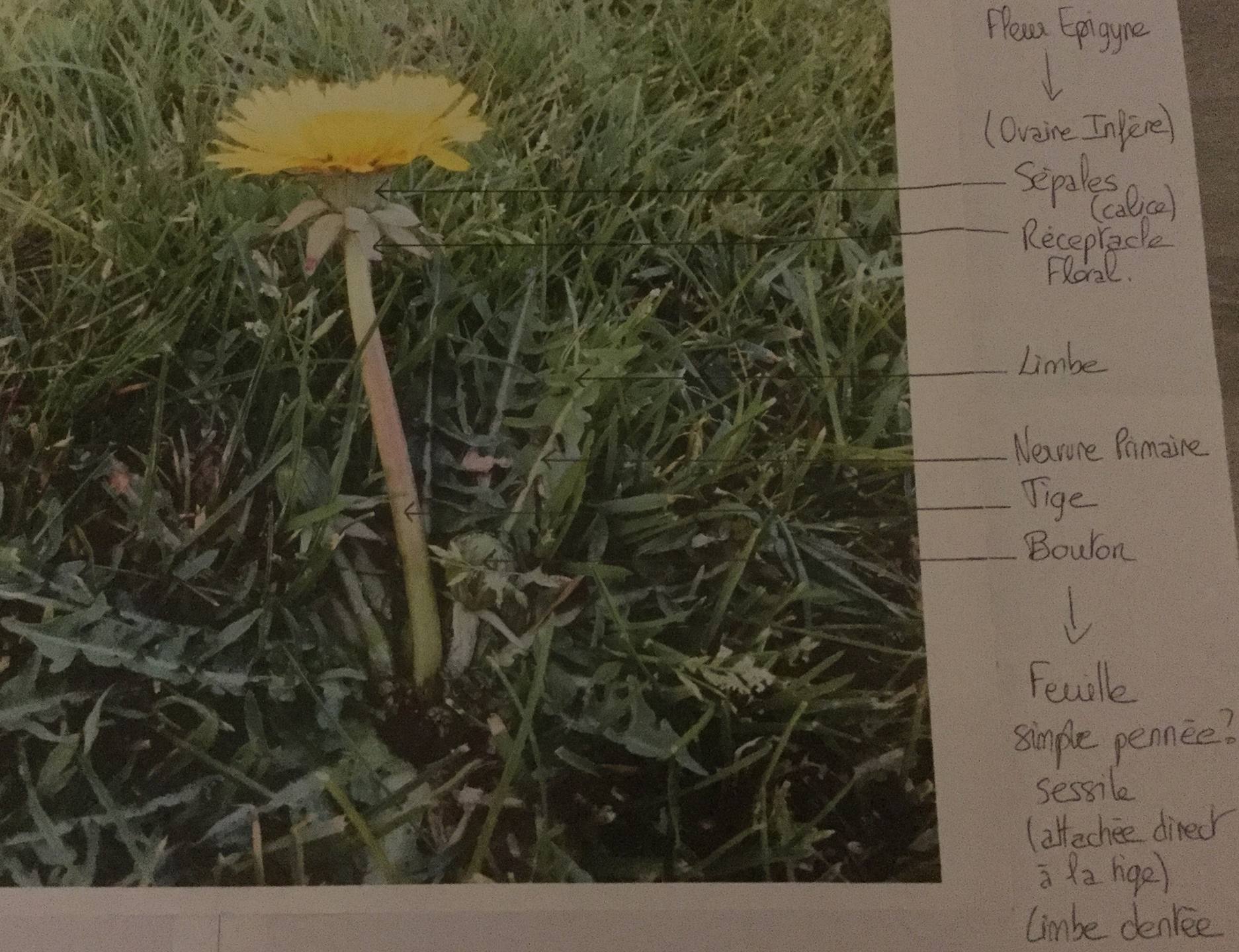 Pissenlit (taraxacum officinale)