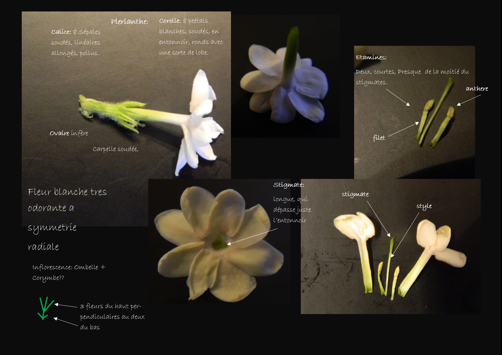 Fleure Familiere. Presque du Jasmin?