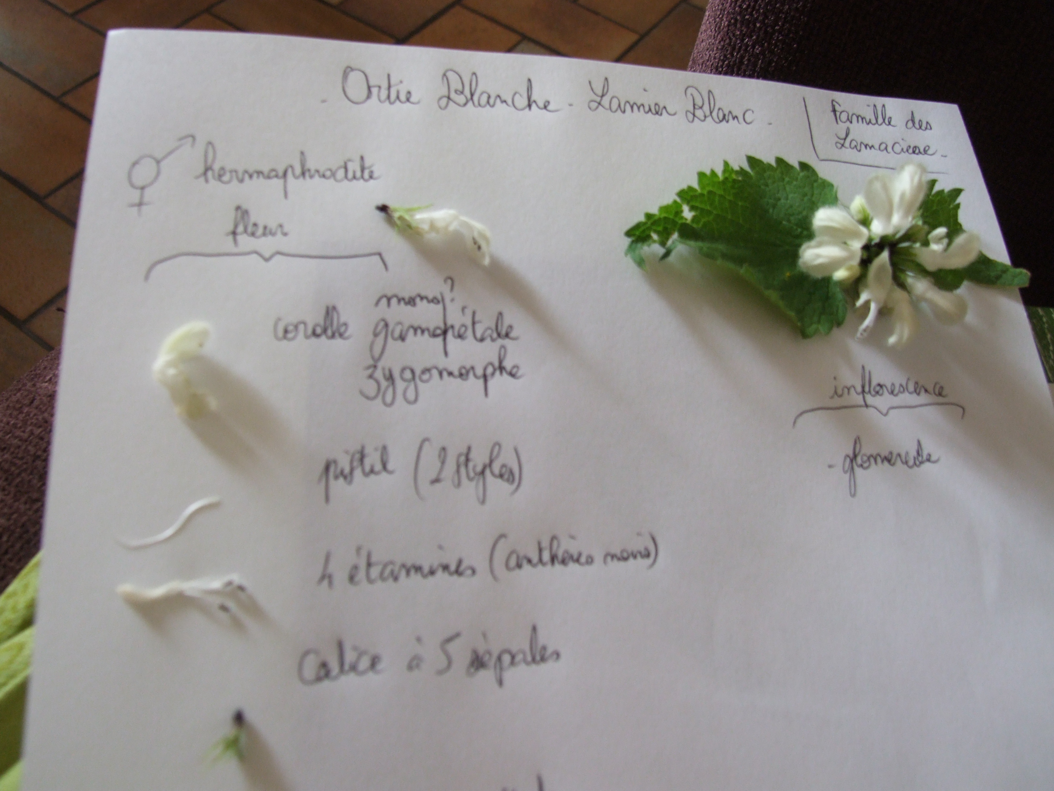 Les fleurs de lamier blanc