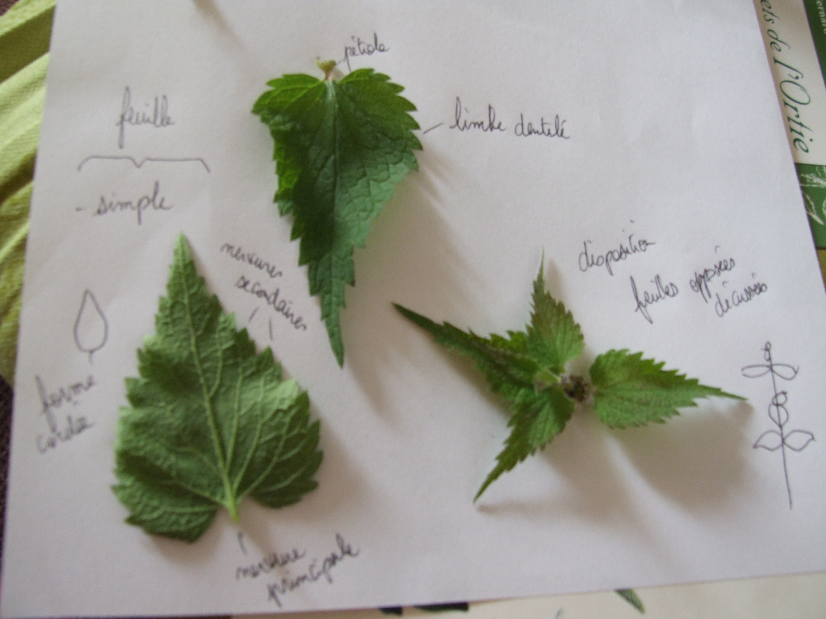 Les ffeuilles de lamier blanc