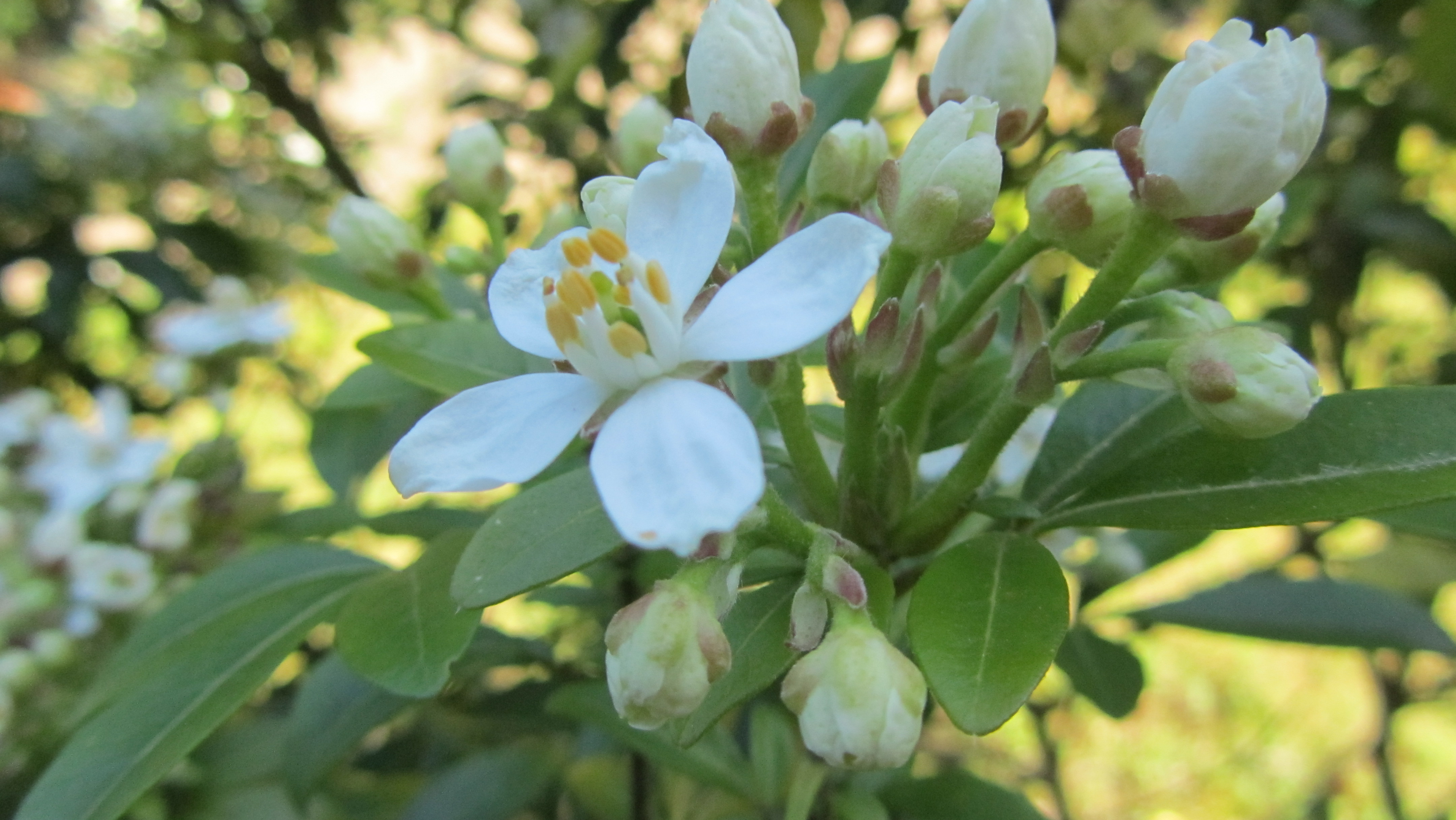 Choisya ternata Kunth