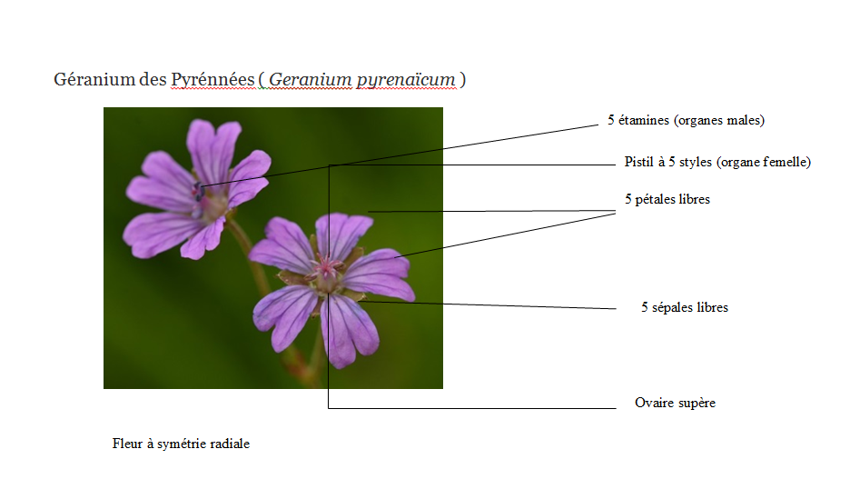 Description de la fleur du géranium des Pyrénées