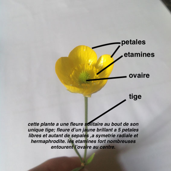 fleur solitaire de couleure jaune eclatant au bout d'une longue tige.