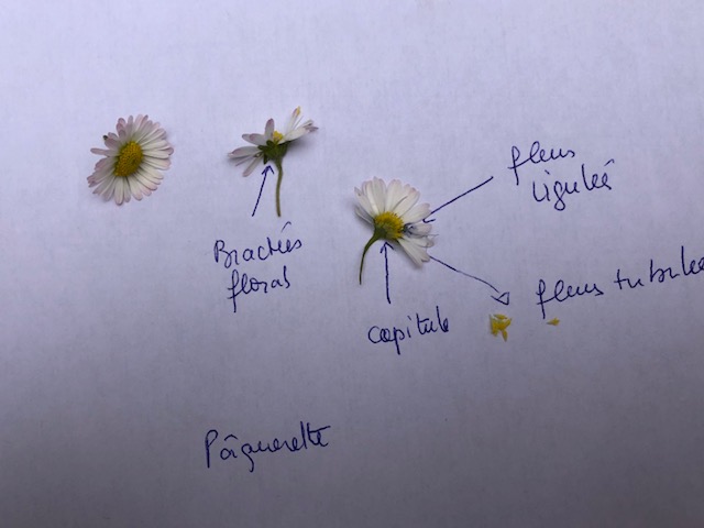 Un ensemble de pâquerettes