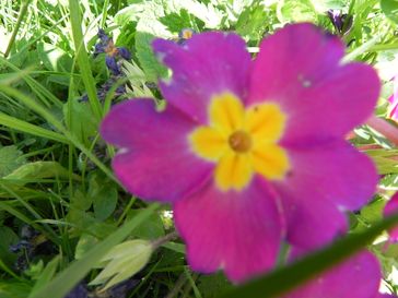 PRIMEVERE /PRIMULA VULGARIS