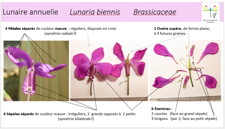 Fleur hermaphrodite à 4 pétales séparés mauves réguliers en croix, 4 sépales mauves (2petits 2grands opposés), 6 étamines (4 grandes 2 petites) un ovaire plat supère.