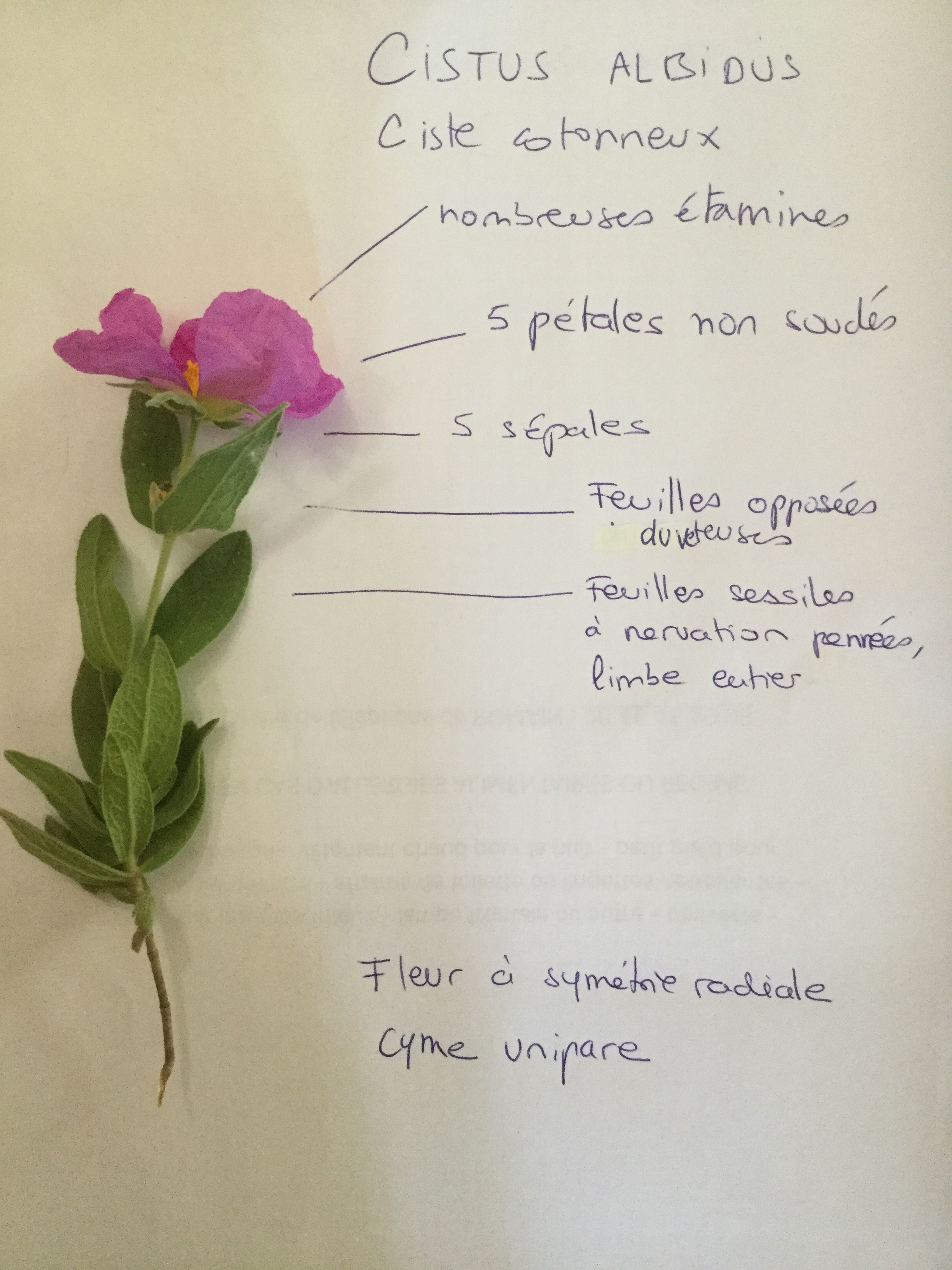 Ciste et description