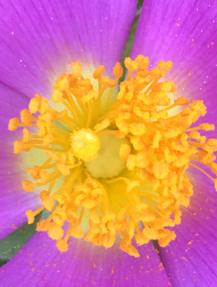 Ciste étamines et pistil