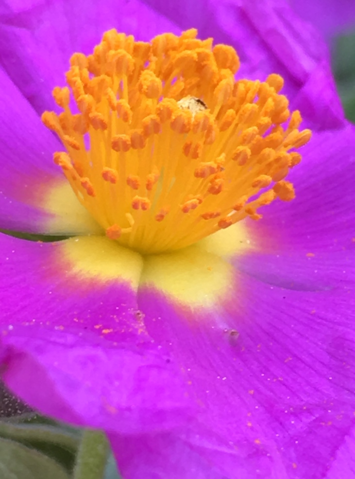 Ciste étamines et pistil, profil