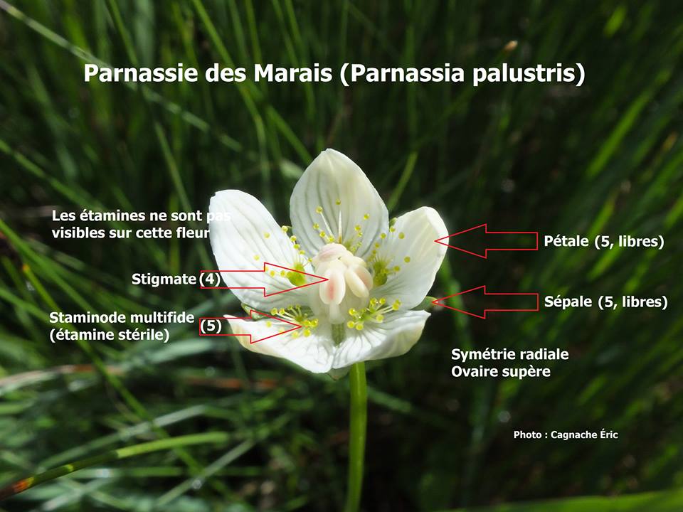 Parnassie des marais