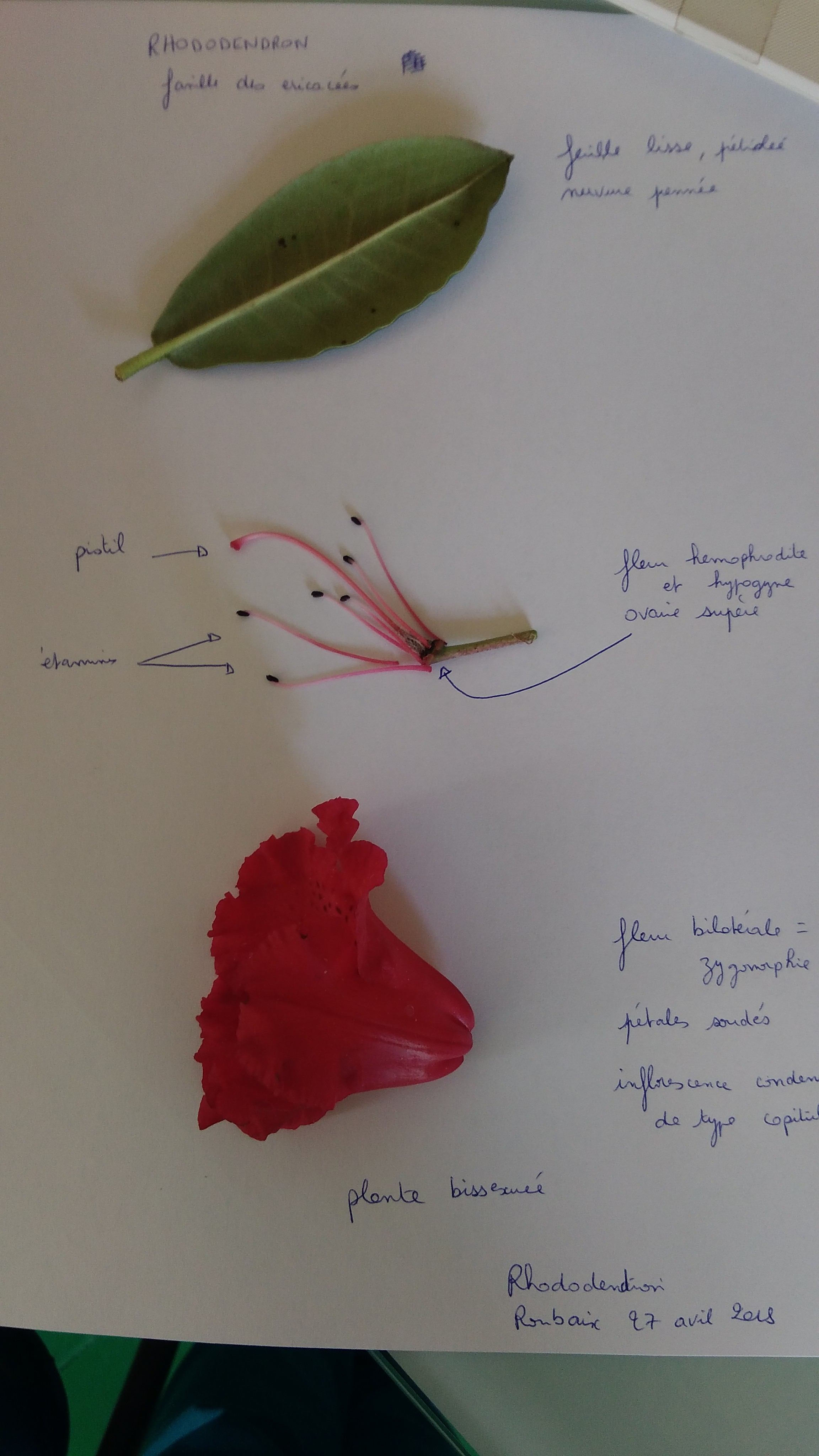 J'ai mis sur une page d'un côté une feuille, de l'autre la corolle de la fleur et enfin le pistil, les étamines et l'ovaire. de la fleur que j'ai annoté.
